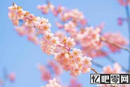 春分祝福语应该怎么说 春分时节的简短祝福语