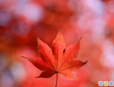 描写秋天的句子优美带图片 秋天到了微信心情说说1